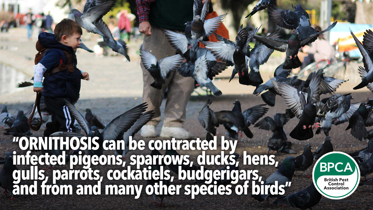 Ornithosis can be contracted by infected pigeons sparrows ducks hens gulls parrots cockatiels budgerigars Ornithosis, also known as parrot fever, and psittacosis is a zoonotic (passed from animal to human) infectious disease caused by a bacterium called Chlamydia psittaci. It can be contracted by infected pigeons, sparrows, ducks, hens, gulls, parrots, cockatiels, budgerigars, and many other species of birds.